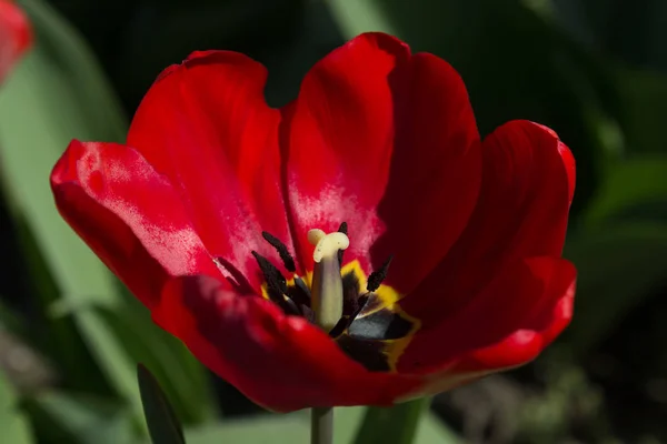 Red papagaio tulipa flor close-up usando foco raso em iluminação suave . — Fotografia de Stock