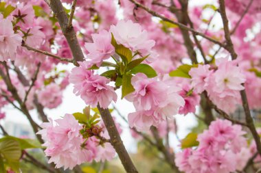 Sochi Dendrarium'da Japon kirazının yakın çekimi