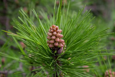İskoç çam - Pinus sylvestris Sochi Dendrarium içinde. Konilerin kapatılması.