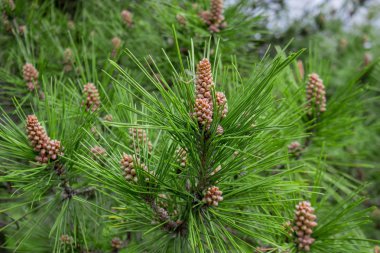 İskoç çam - Pinus sylvestris Sochi Dendrarium içinde. Konilerin kapatılması.