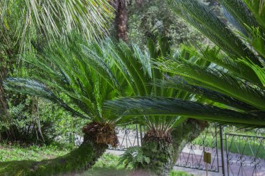 Baharda Sochi Dendrarium Cycas Revoluta bitki