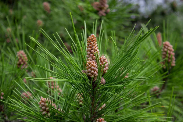 Pinheiro escocês Pinus sylvestris em Sochi Dendrarium. Closeup de cones . — Fotografia de Stock