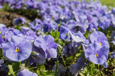 Viola, Violaceae familyasından bir çiçekli bitki cinsine ait bir bitki cinsine ait bir bitki cinsine menekşe giller yılında vebu bitkilerden biridir. Renkli pansy çiçek Closeup.