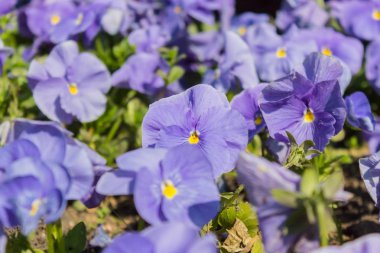 Viola, Violaceae familyasından bir çiçekli bitki cinsine ait bir bitki cinsine ait bir bitki cinsine menekşe giller yılında vebu bitkilerden biridir. Renkli pansy çiçek Closeup.