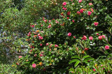 Kamelya japonica, Japon kamelyası olarak bilinen, japonca tsubaki
