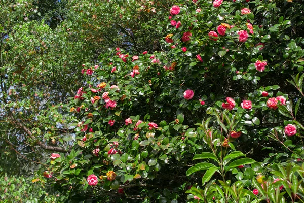 Camellia japonica, conhecida como camélia japonesa, ou tsubaki em japonês — Fotografia de Stock