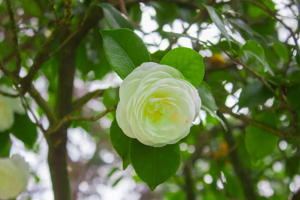 Bílý květ Camellia japonica, známý jako japonská kamélie, nebo tsubaki v japonštině — Stock fotografie