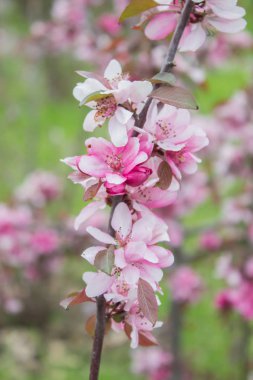 Cerasus serrulata G.Don Shirofuaen - Soçi Dendrarium Japon kiraz