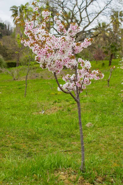 Cerasus serrulata G.Don Shirofuaen - Cereza japonesa en Sochi Dendrarium — Foto de Stock