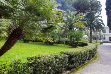 Rusya, Soçi, şehir parkı Dendrarium, Arboretum toprakları .