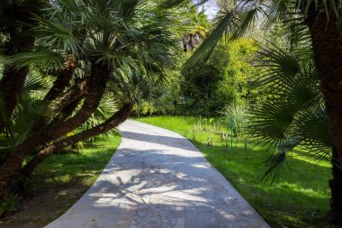 Rusya, Soçi, şehir parkı Dendrarium, Arboretum toprakları .