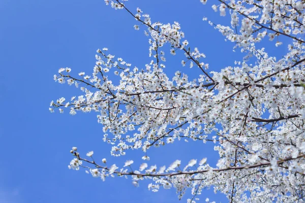 Color blanco Flor de albaricoque primer plano con fondo de cielo azul — Foto de Stock