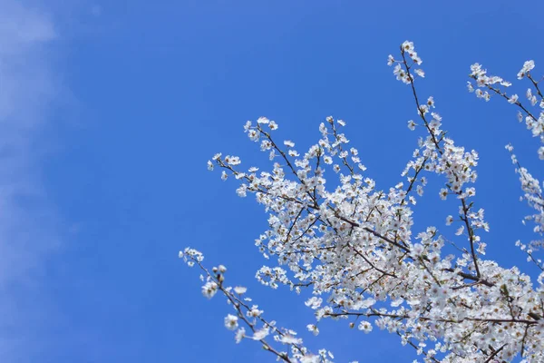 Colore bianco Fiore di albicocca primo piano con sfondo cielo blu — Foto Stock