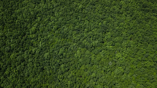 Drones Eye View-krajobraz powietrzny zielony las, Kaukaz, Rosja. — Zdjęcie stockowe
