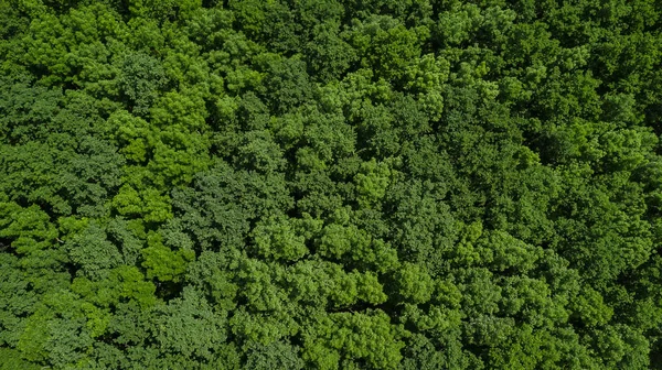 Drones Eye View - havadan yukarıdan aşağıya yaprak ağaçları arka plan, Kafkaslar, Rusya.