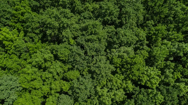 Drones Eye View - aérea de cima para baixo folhagem árvores fundo, Cáucaso, Rússia . — Fotografia de Stock