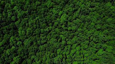 Drones Eye View - 4k orman ağacı arka plan, Kafkasya, Rusya.