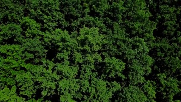 Drones Eye View - 4K floresta verde aérea de densos topos de árvores mistas de pinheiros e bétulas, Cáucaso, Rússia . — Vídeo de Stock