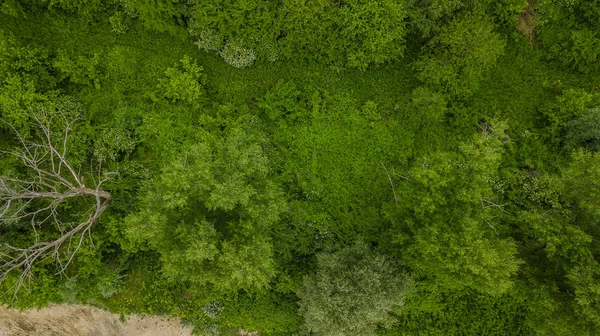 无人机眼视图 - 空中自上而下的树叶树背景，高加索，俄罗斯. — 图库照片