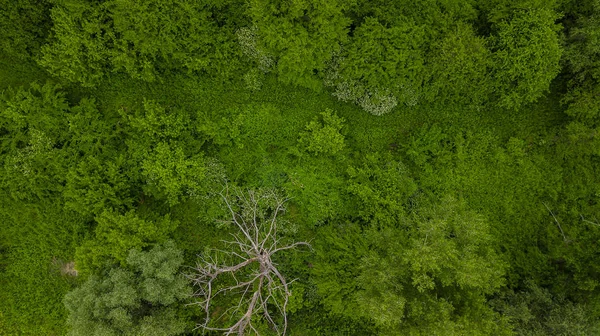 Drones Eye View - fundo da floresta, Cáucaso, Rússia . — Fotografia de Stock