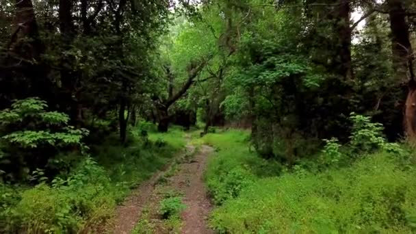 林地神秘的森林- -在奇幻的风景中在树木间穿梭 — 图库视频影像