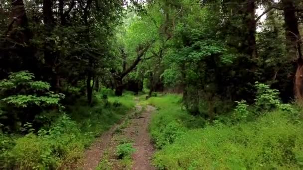 Bosque místico del bosque que se mueve entre árboles en paisajes de fantasía — Vídeo de stock