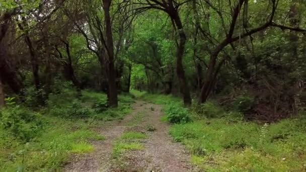 Bos mysterieuze landschappen - bewegen tussen bomen in de zomer bos — Stockvideo