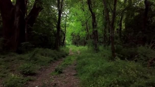 Duistere mysterieuze bos-verplaatsen tussen bomen in fantasie bos — Stockvideo