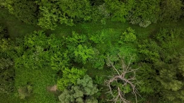 Drones Eye View - Vista aérea de 4K de arriba hacia abajo de paisajes misteriosos del bosque — Vídeos de Stock