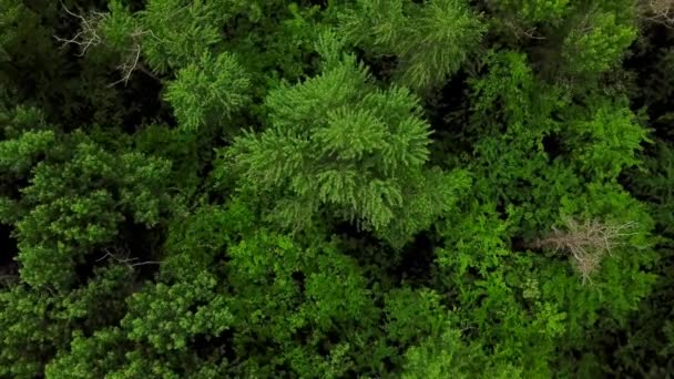 4K vue du haut vers le bas du fond des arbres 