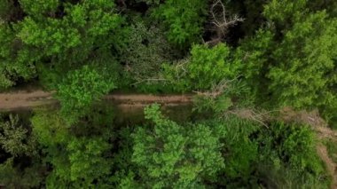 Drones Göz Görünümü - 4k havadan yukarıdan aşağıya ormangizemli iz görünümü