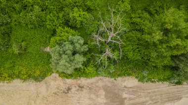 Yeşillik ağaçları arka plan havadan yukarıdan aşağıya görünümü