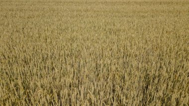 Arpa tarlası ve güneşli bir gün, güzel doğa manzarası. Parlayan güneş ışığı altında kırsal manzara.