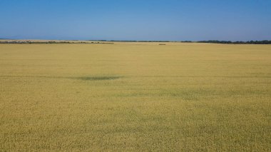 Arpa tarlası ve güneşli bir gün, güzel doğa manzarası. Parlayan güneş ışığı altında kırsal manzara.