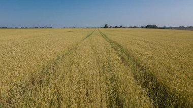 Arpa tarlası ve güneşli bir gün, güzel doğa manzarası. Parlayan güneş ışığı altında kırsal manzara.