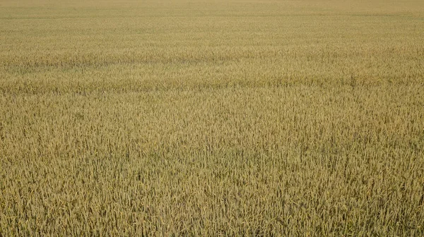 Campo de trigo y día soleado, hermoso paisaje natural. Paisajes rurales bajo la luz del sol . — Foto de Stock