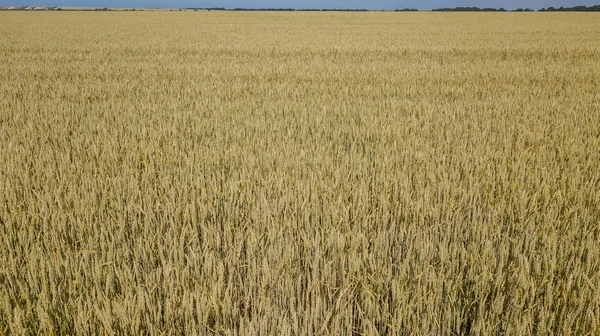 Campo de trigo y día soleado, hermoso paisaje natural. Paisajes rurales bajo la luz del sol . — Foto de Stock