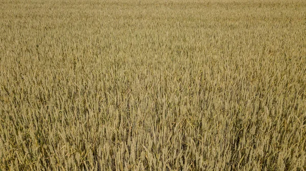 Arpa tarlası ve güneşli bir gün, güzel doğa manzarası. Parlayan güneş ışığı altında kırsal manzara.