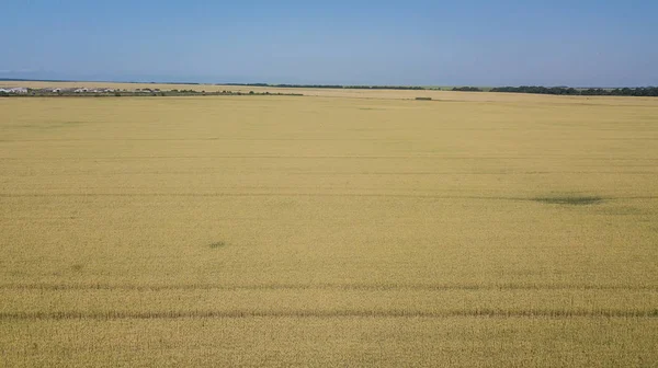 Antecedentes de maduración de espigas de trigo. Rica cosecha Concepto — Foto de Stock