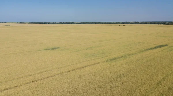 Antecedentes de maduración de espigas de trigo. Rica cosecha Concepto — Foto de Stock