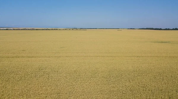 Antecedentes de maduración de espigas de trigo. Rica cosecha Concepto — Foto de Stock