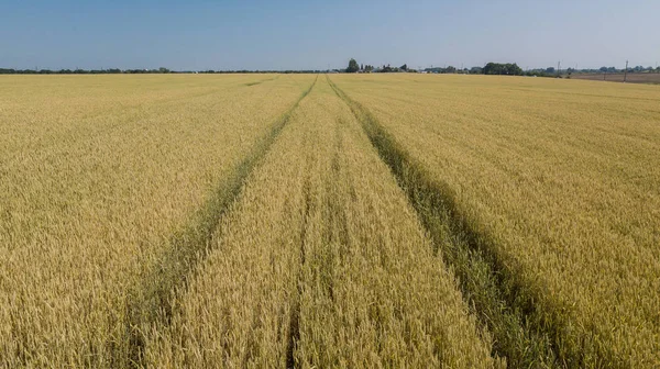 Barley field and sunny day, beautiful nature landscape. Rural scenery under shining sunlight. — Stock Photo, Image