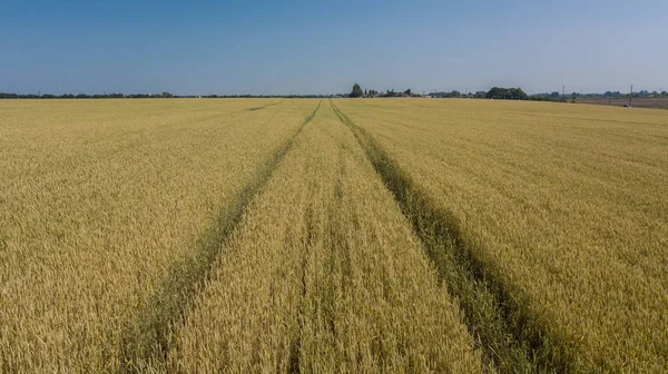 Barley field and sunny day, beautiful nature landscape. Rural scenery under shining sunlight. — Stock Photo, Image