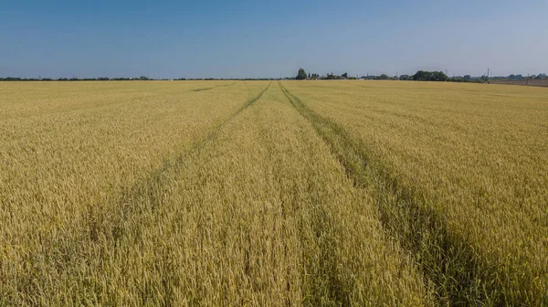 Arpa tarlası ve güneşli bir gün, güzel doğa manzarası. Parlayan güneş ışığı altında kırsal manzara.