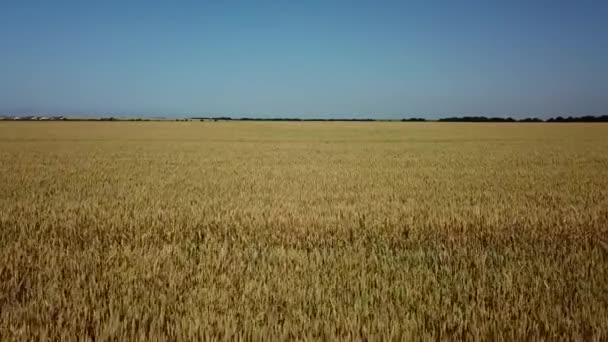 Campo de trigo e dia ensolarado, bela paisagem natural. Cenário rural sob a luz solar brilhante . — Vídeo de Stock