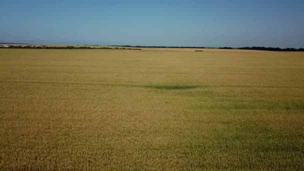 Campo de cebada y día soleado, hermoso paisaje natural. Paisajes rurales bajo la luz del sol . — Vídeos de Stock