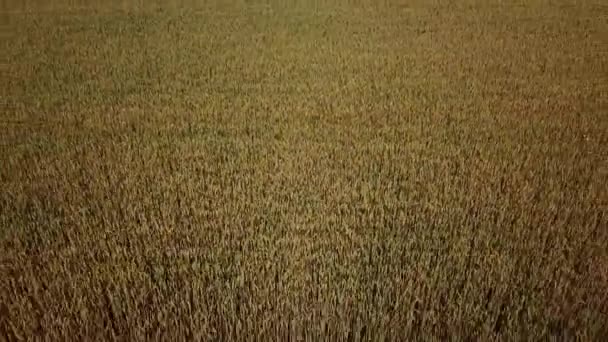 小麦畑と晴れた日、美しい自然景観。輝く日差しの下の田園風景. — ストック動画