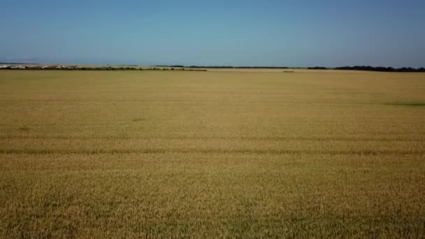 Campo de trigo y día soleado, hermoso paisaje natural. Paisajes rurales bajo la luz del sol . — Vídeos de Stock