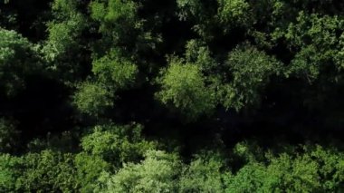 Doğrudan sakin bir nehir akar arasında yoğun büyüyen ağaçların görünümü üzerinde