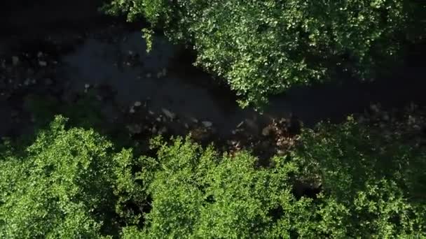 Voando sobre árvores densamente selvagens, entre as quais um rio flui — Vídeo de Stock